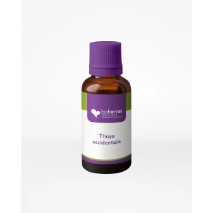 THUYA ACCIDENTALIS TINTURA